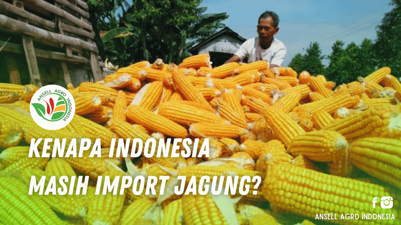 Kenapa Indonesia Masih Impor Jagung