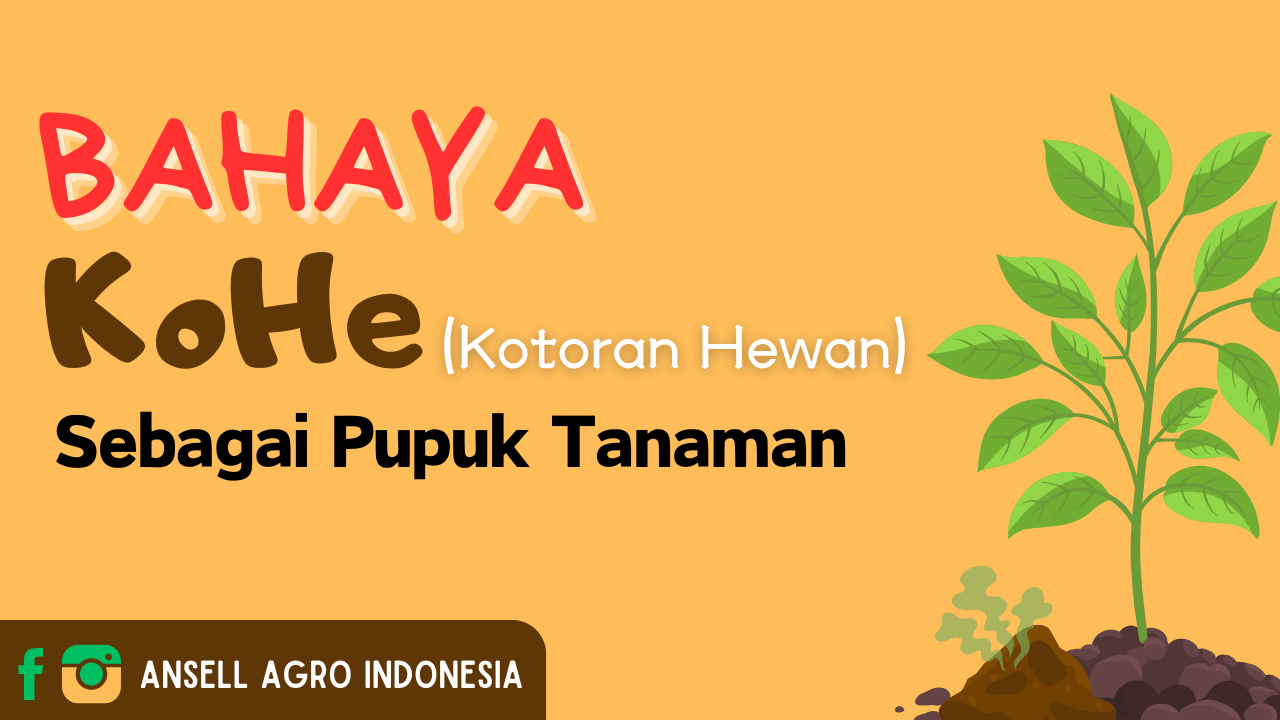 AAI - Bahaya KoHe (Kotoran Hewan) sebagai Pupuk Tanaman