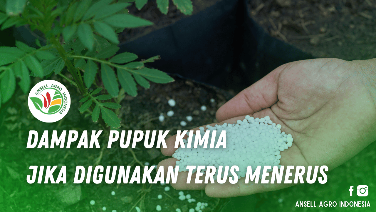 Dampak Penggunaan Pupuk Kimia Secara Terus Menerus