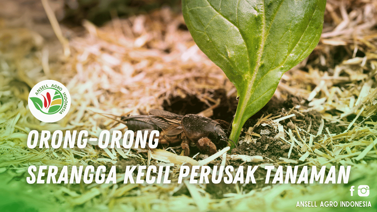 Orong Orong Gaang Pengganggu Tanaman