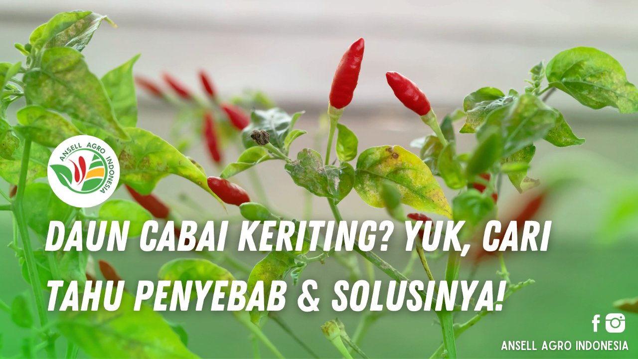 Daun Cabai Keriting