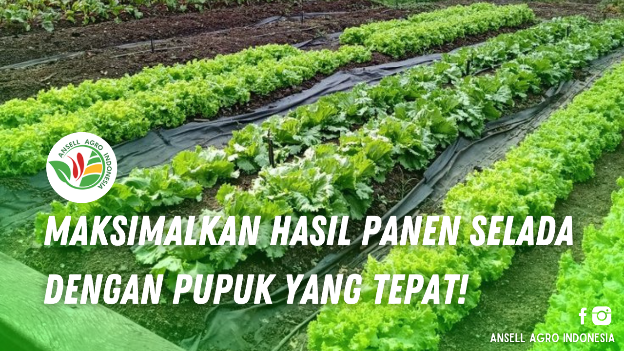 Optimalisasi pemberian pupuk
