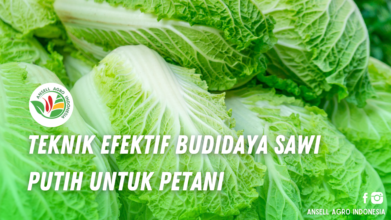 Teknik Budidaya Sawi Putih