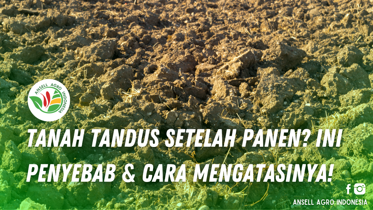 Penyebab Tanah Tandus dan Cara Mengatasinya