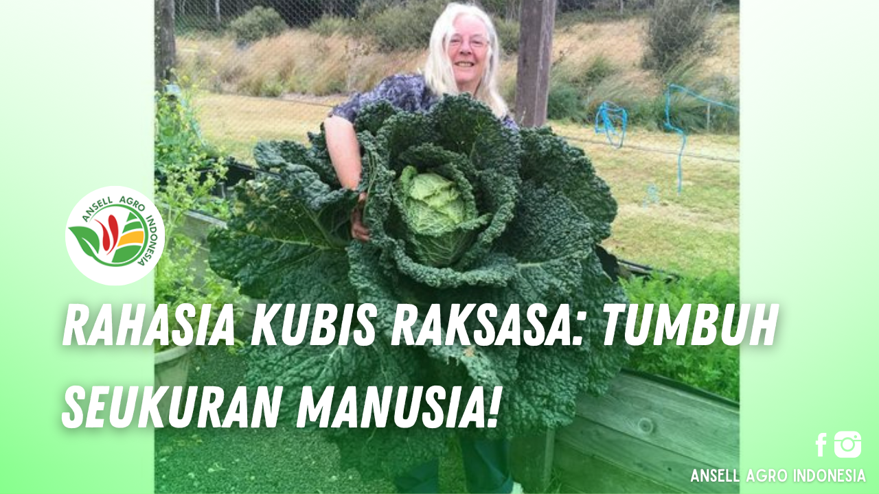 Kubis Raksasa