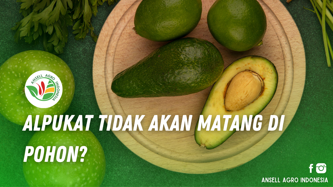 Alpukat Tidak Akan Matang di Pohon