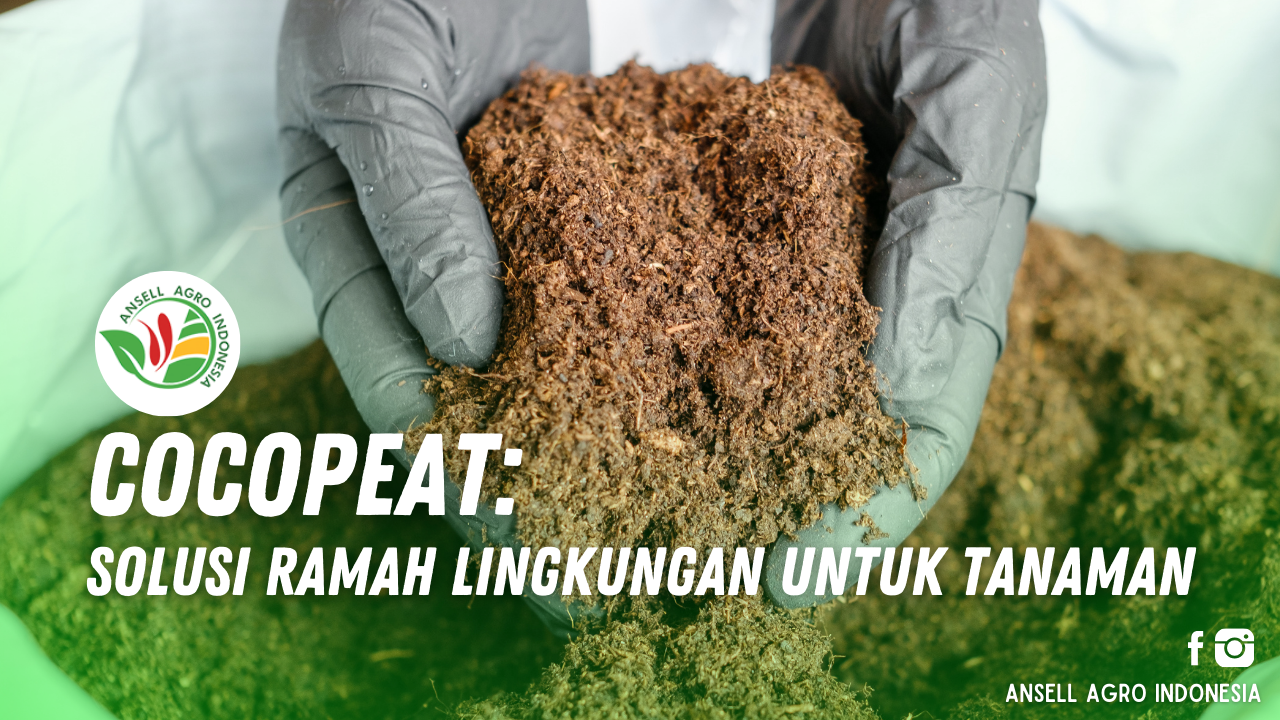 Cocopeat sebagai media tanam ramah lingkungan