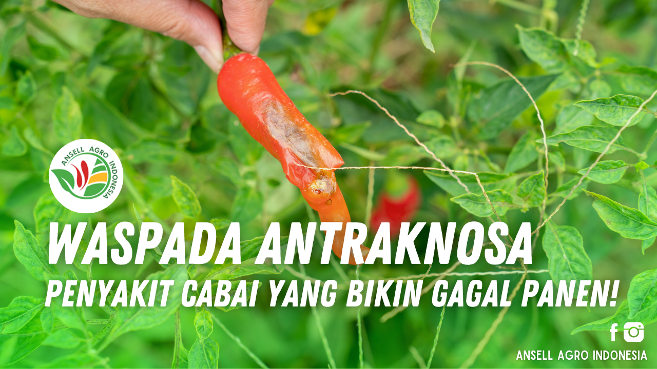Antraknosa pada Cabai