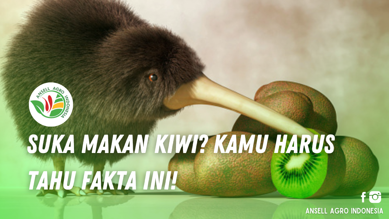 Fakta Menarik Kiwi