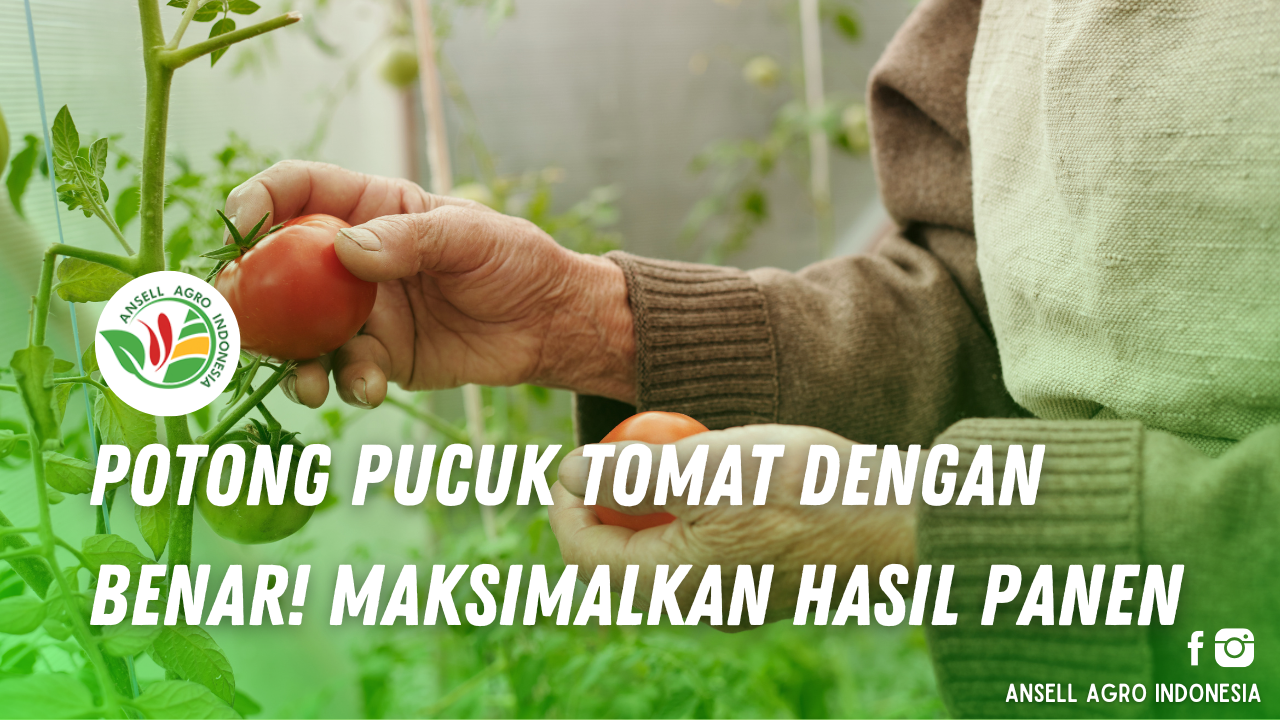 Potong Pucuk Tomat