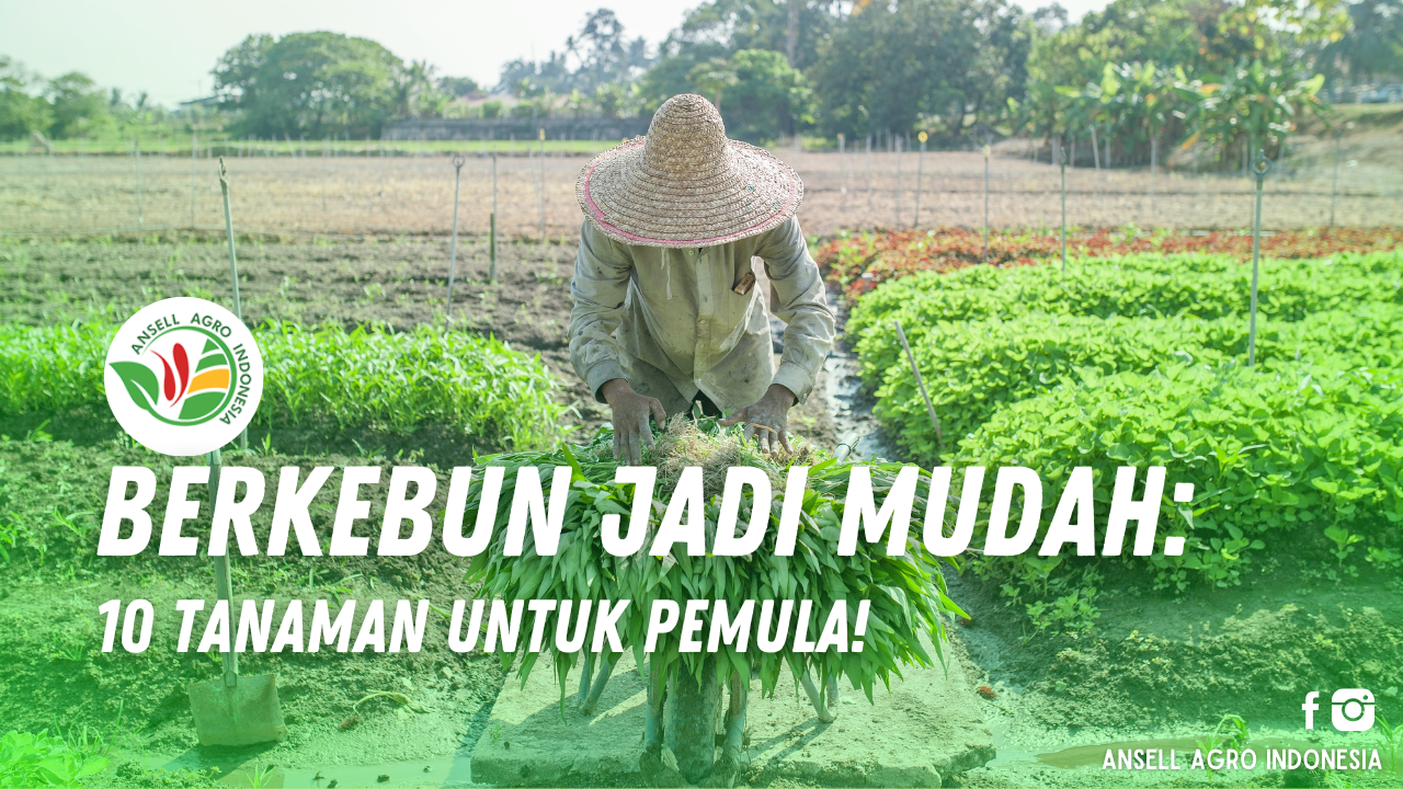 berkebun untuk pemula