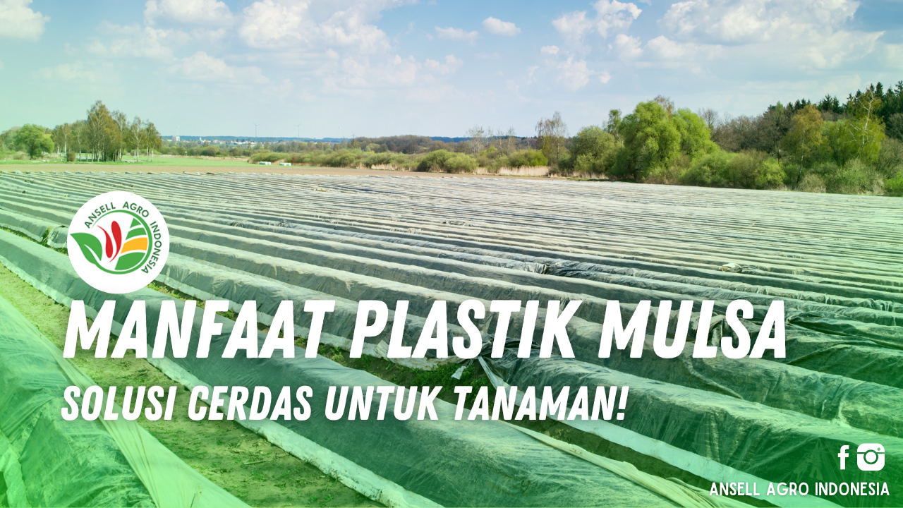 Manfaat Mulsa Plastik
