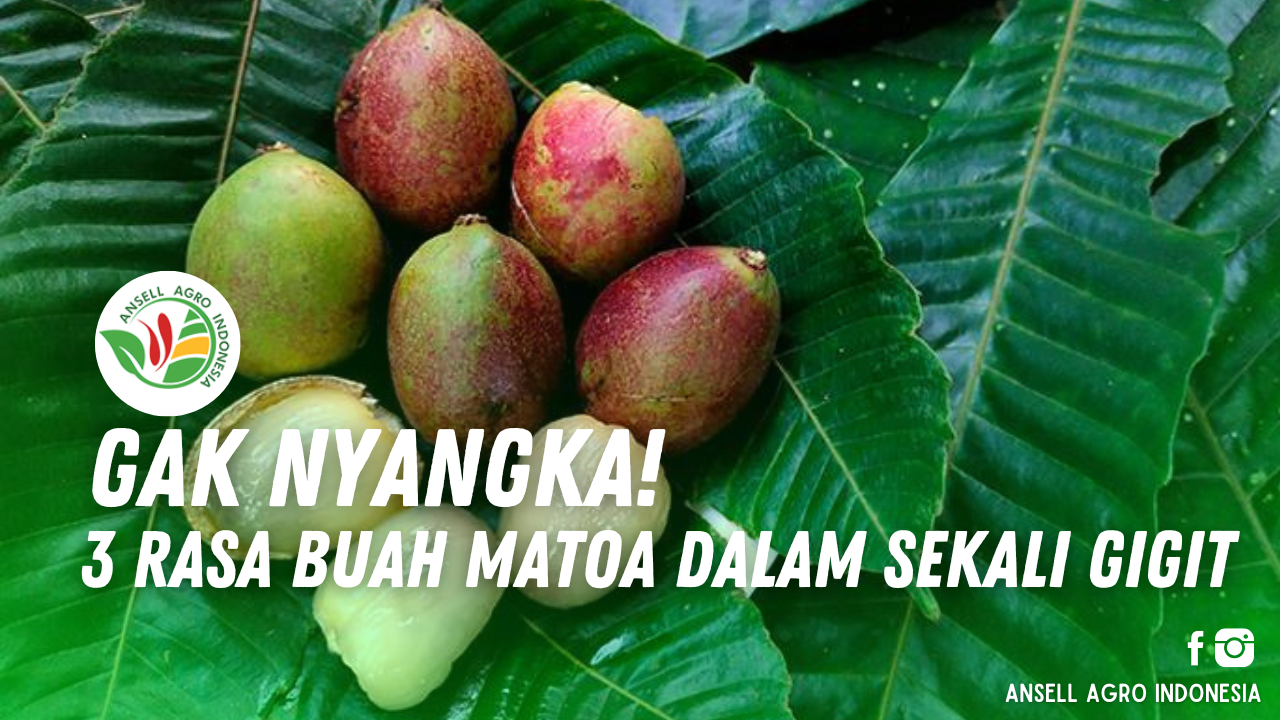 Buah Matoa