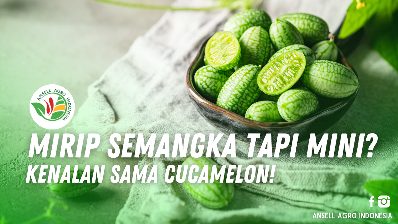 Cucamelon