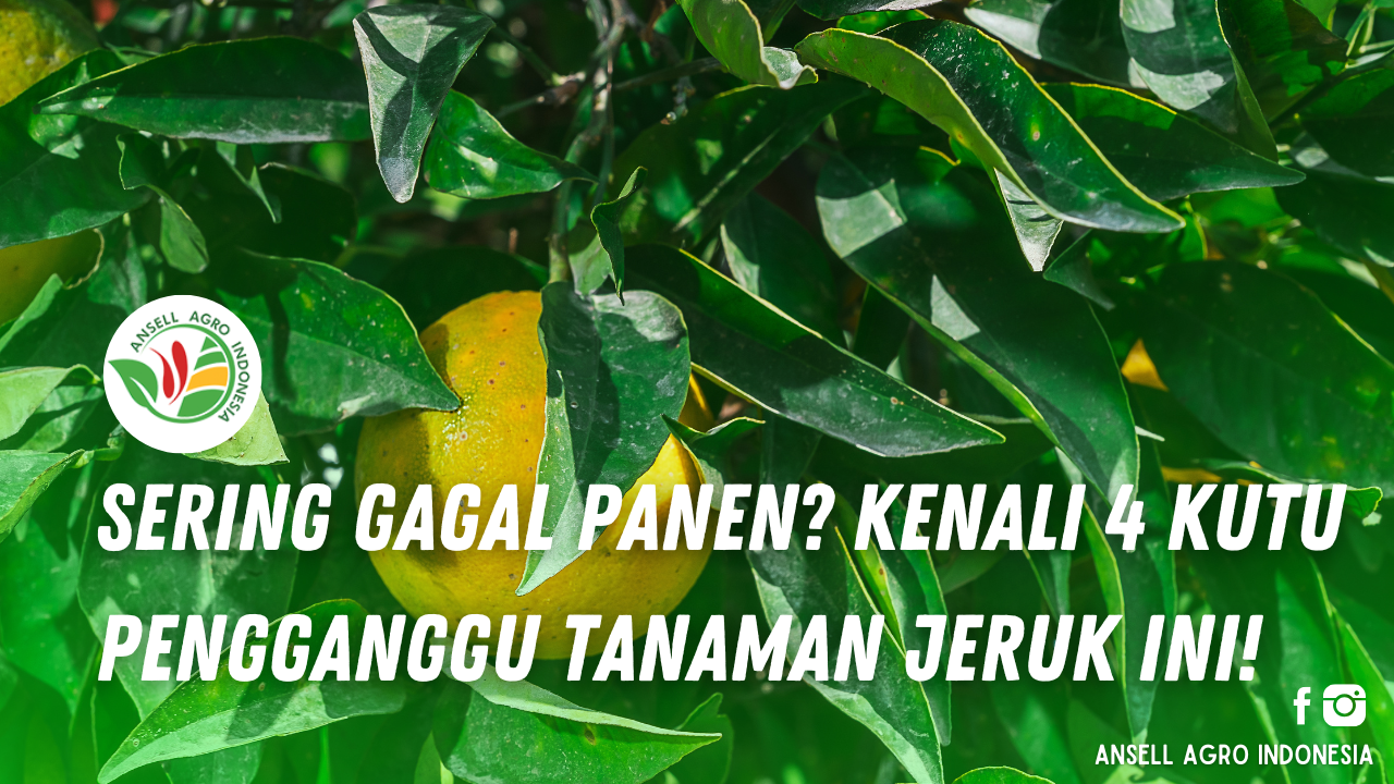 Hama Kutu pada Tanaman Jeruk