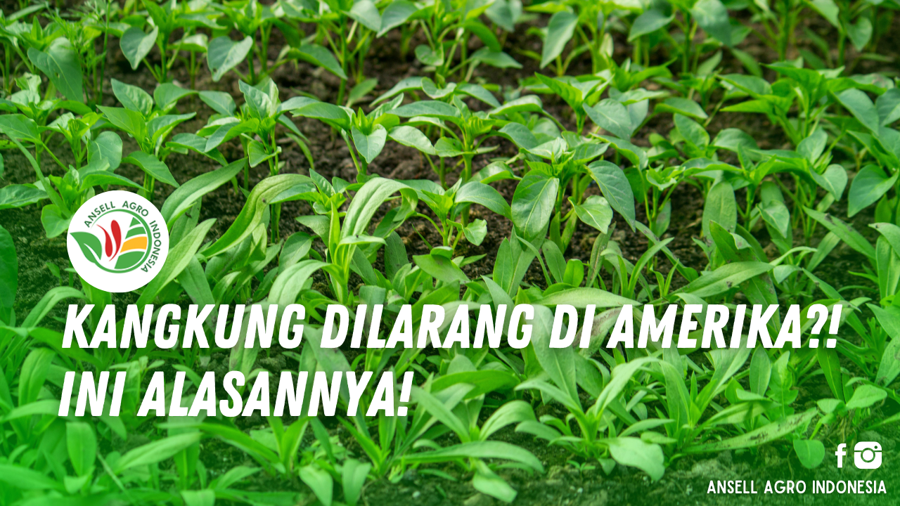 Kangkung dilarang di AS