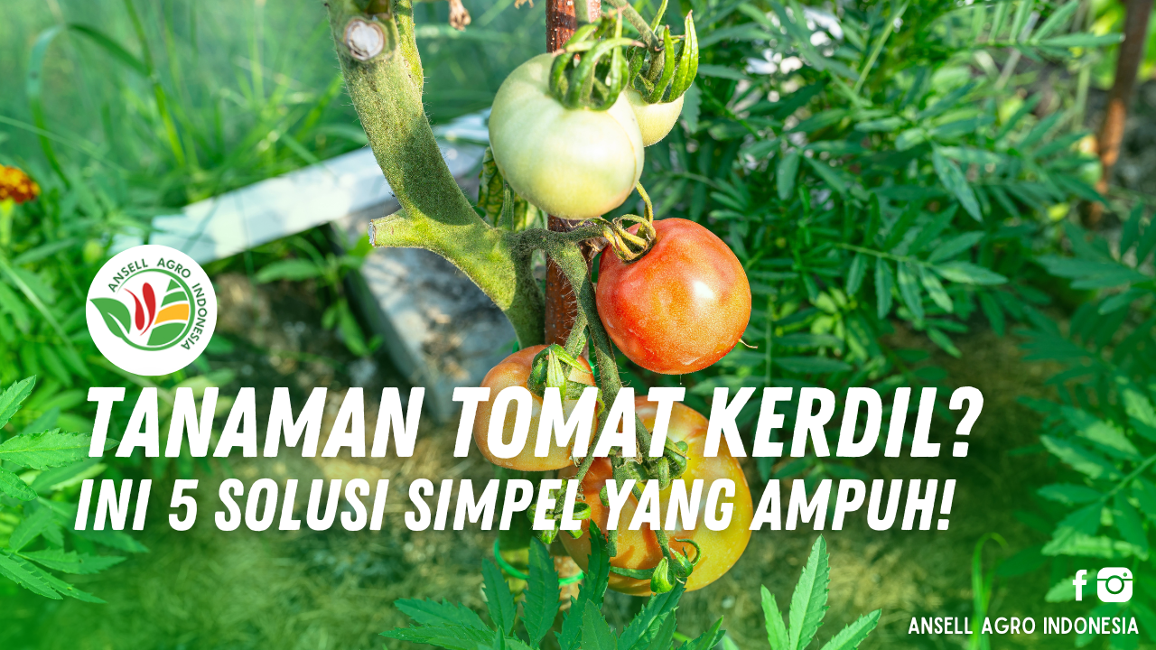 Tomat Kerdil