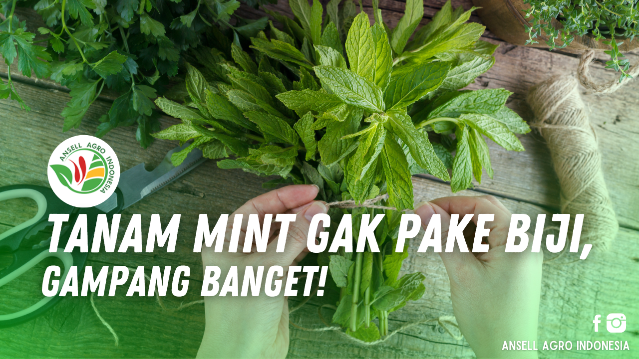 Daun Mint