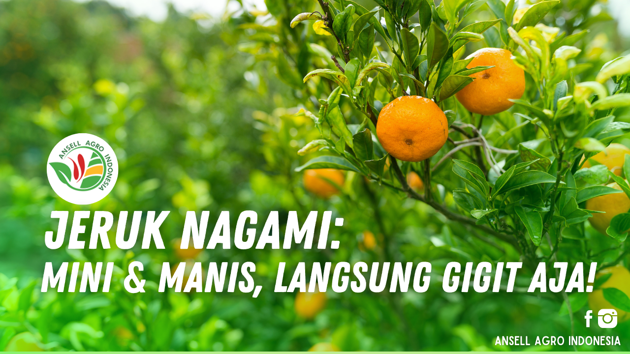 Jeruk Nagami