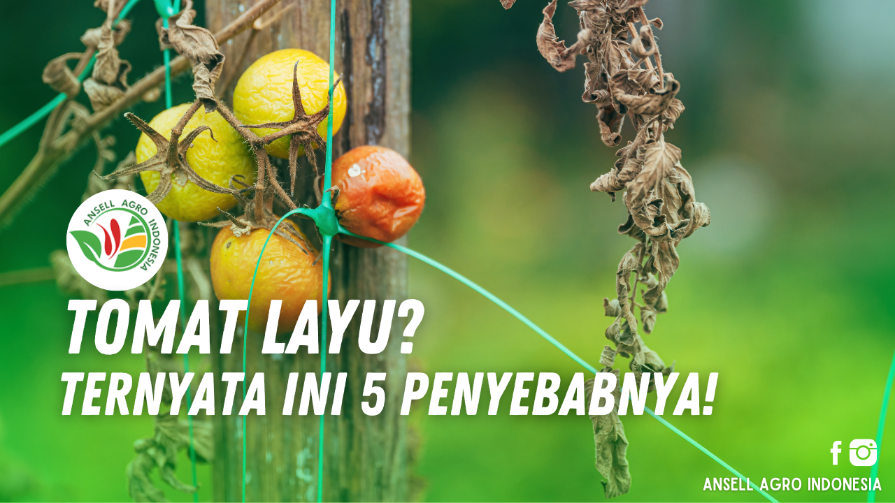 Tanaman tomat layu