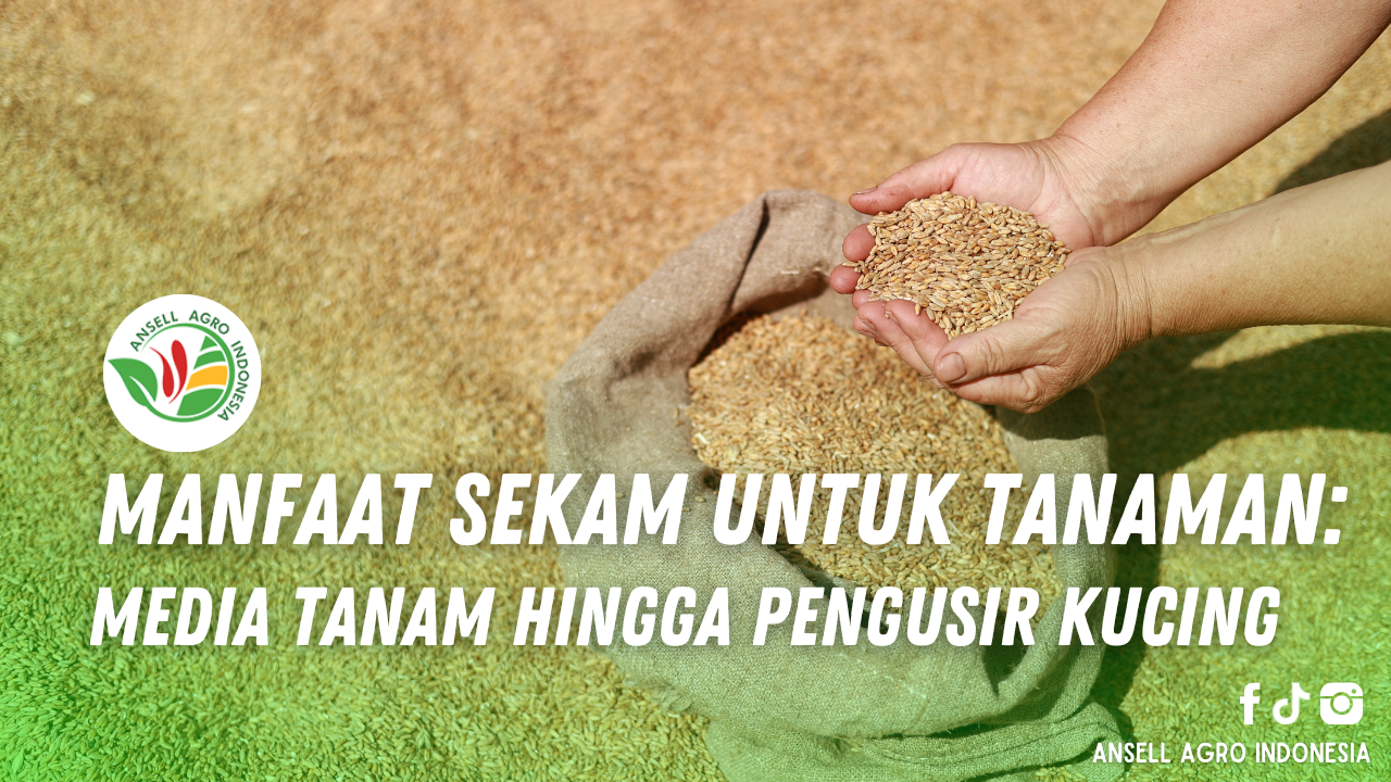 Sekam Padi
