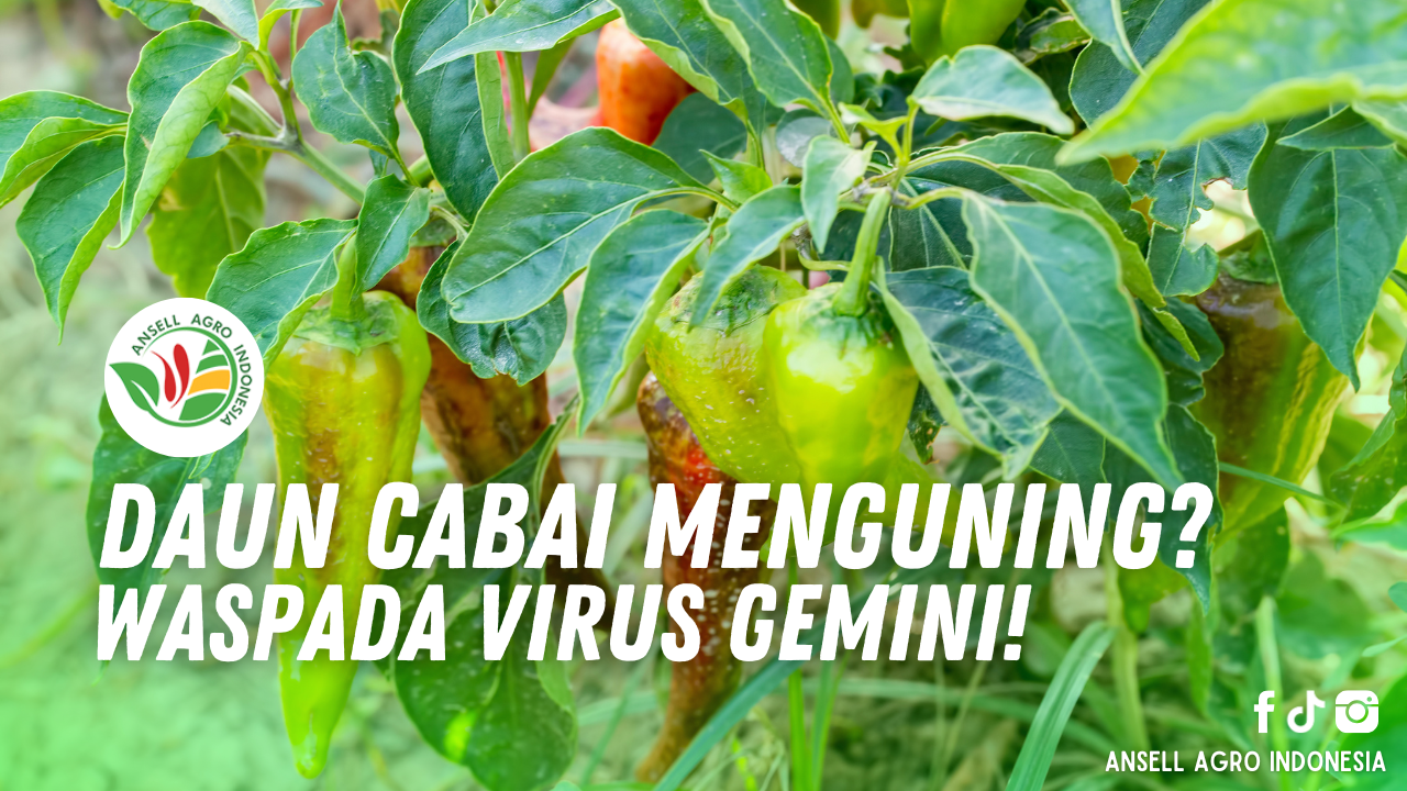 Daun cabai menguning dan keriting akibat serangan virus gemini pada tanaman.